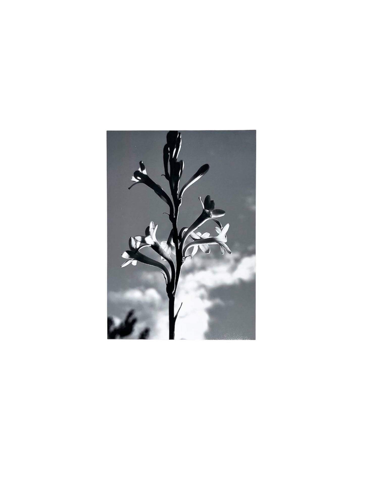 Gladys Serrano Flores / FOTOGRAFÍA "AZUCENA" II