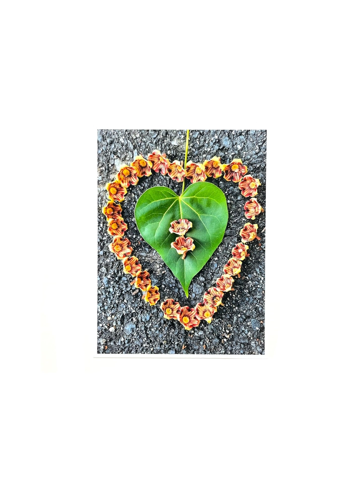 Gladys Serrano Flores / FOTOGRAFÍA "ANACAGÜITA Y EMAJAGUILLA"