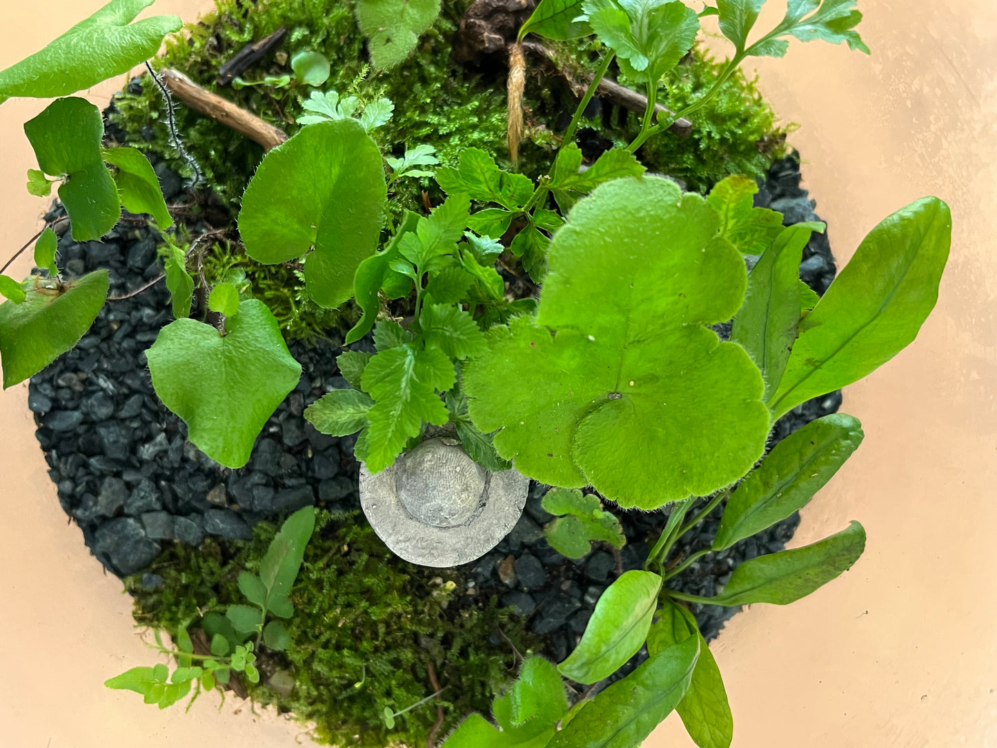 Vida Verde - TERRARIO GRANDE