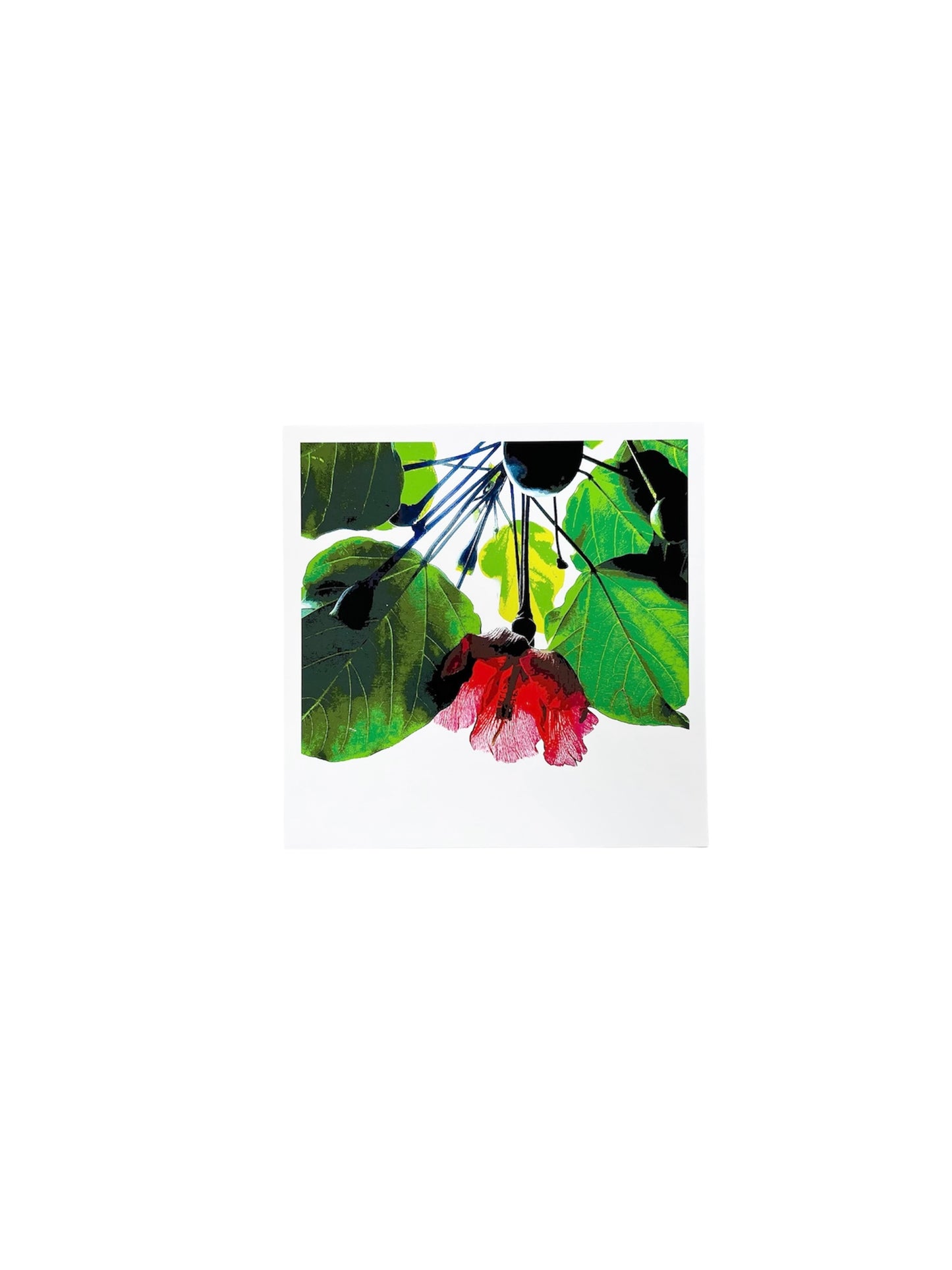 Gladys Serrano Flores / FOTOGRAFÍA "FLOR DE MAGA"