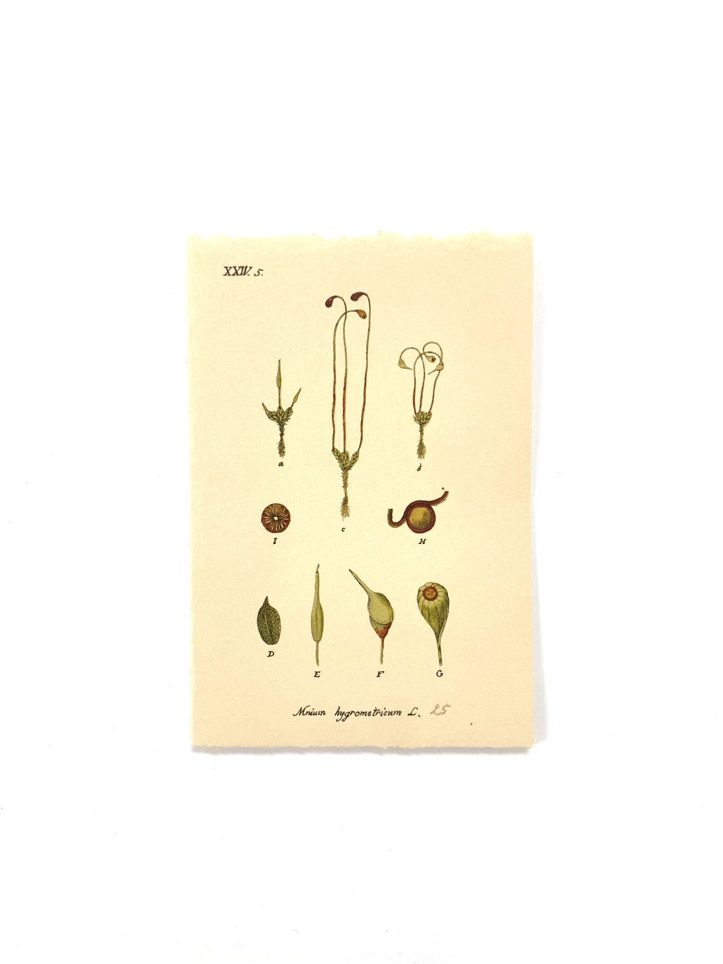 Lapaduma- Postal Botánica "XXIV"