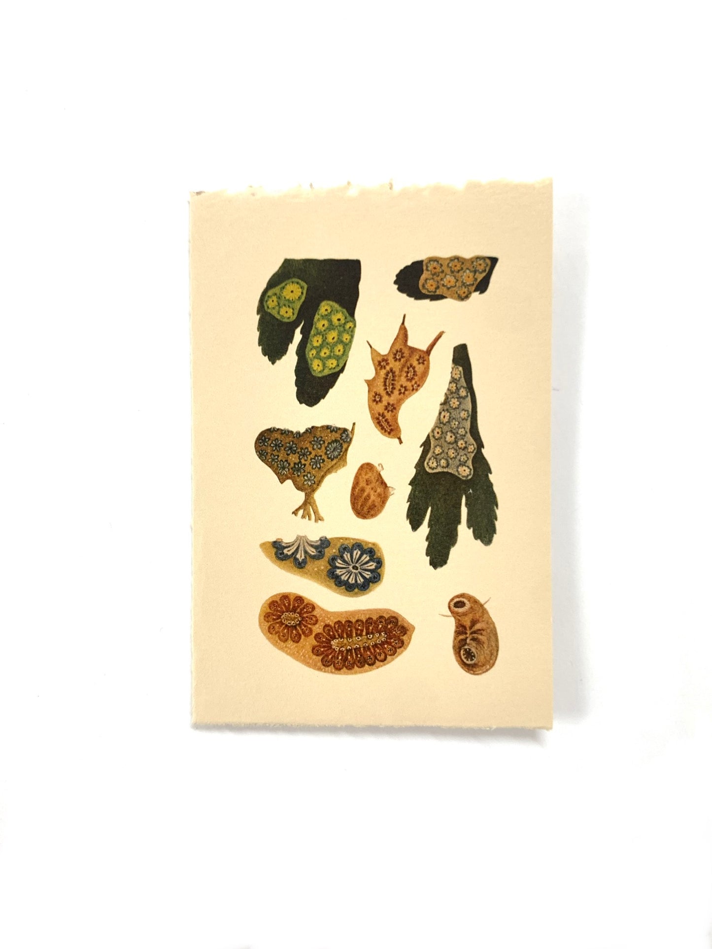 Lapaduma- Postal Botánica "BIO"