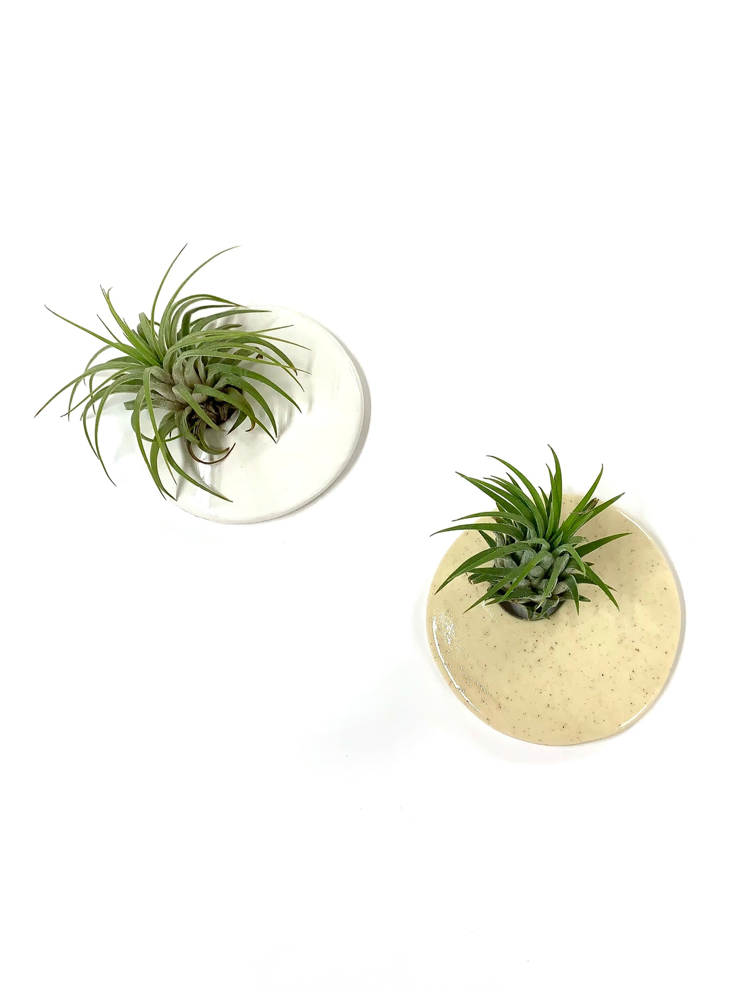 Itsari - PLANTER