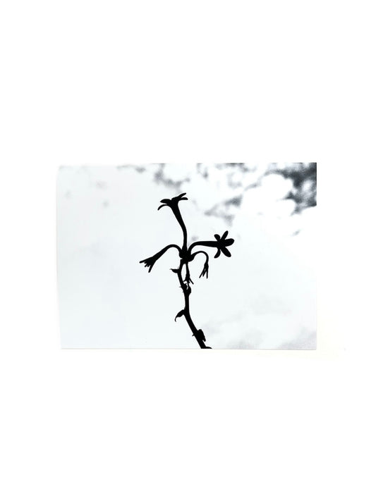 Gladys Serrano Flores / FOTOGRAFÍA "AZUCENA"