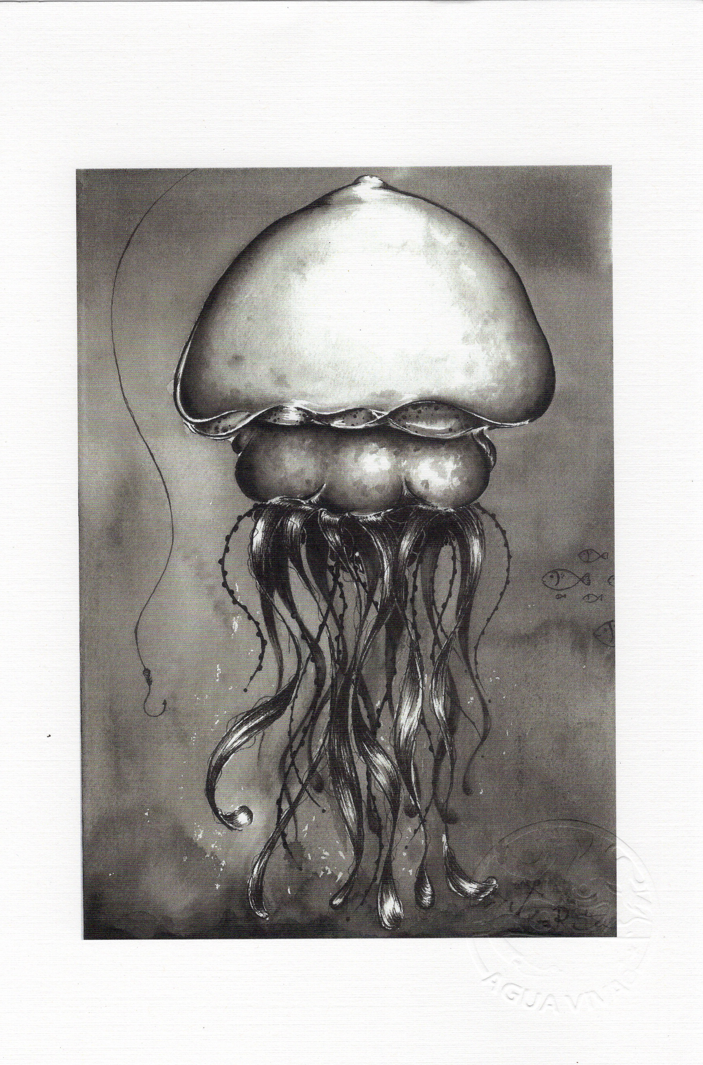 Agua Viva - ART PRINT 9"X6" / VARIEDAD
