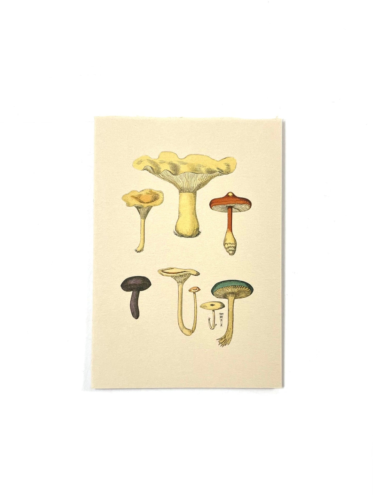 Lapaduma - POSTAL "FUNGI"