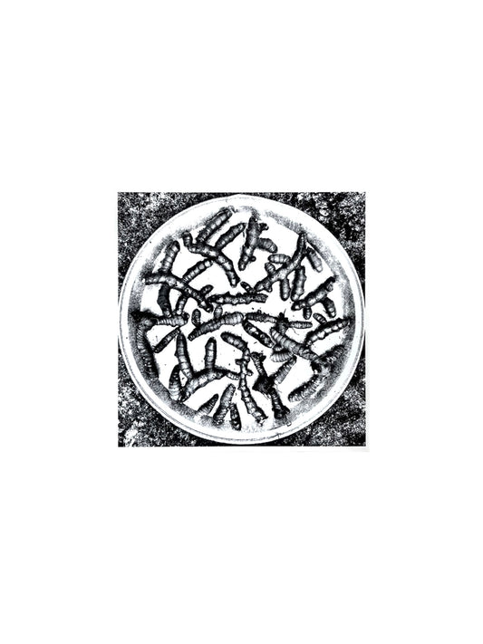 Gladys Serrano Flores / FOTOGRAFÍA "CURCUMA"