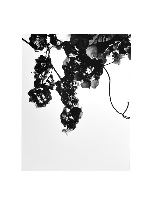 Gladys Serrano Flores / FOTOGRAFÍA "ARBOL DE MAGA"