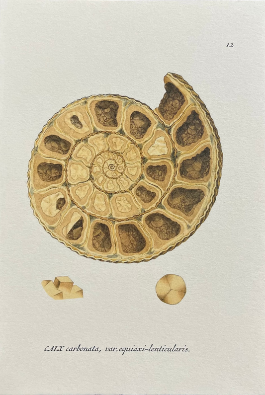 Lapaduma- Postal "CARBONATA"