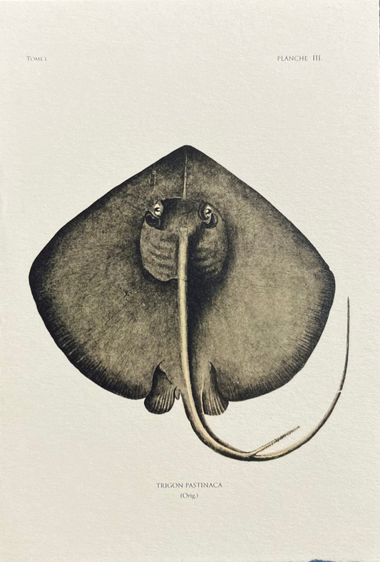 Lapaduma - POSTAL "TRIGON"