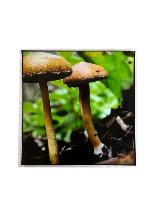 Un paseo volando - Fotografía "DOS HONGOS"