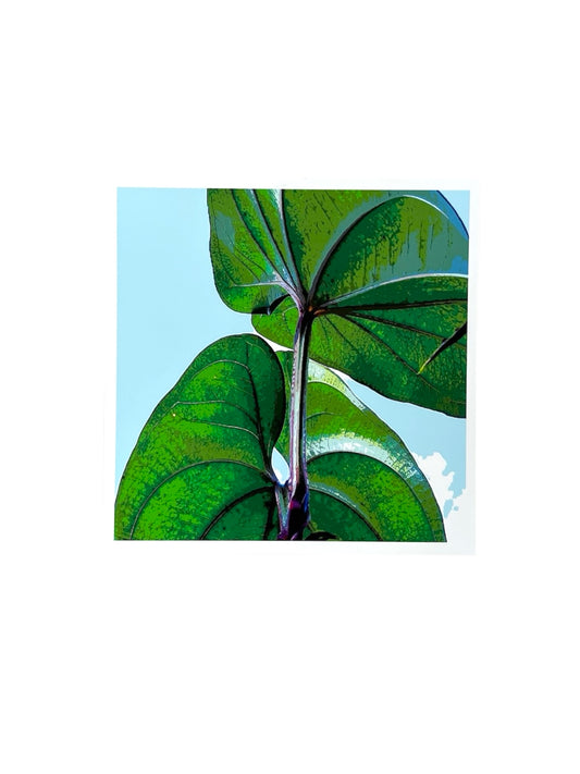 Gladys Serrano Flores / FOTOGRAFÍA "HOJAS DE ÑAME"