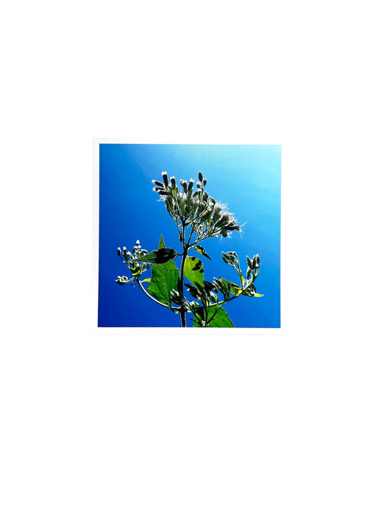 Gladys Serrano Flores / FOTOGRAFÍA "ROMPE-SARAGÜEY"