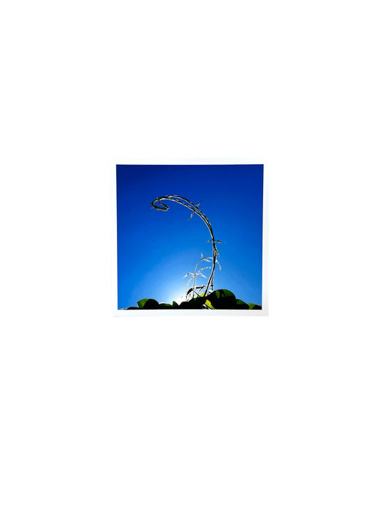 Gladys Serrano Flores / FOTOGRAFÍA "BEJUCOS DE ÑAME"